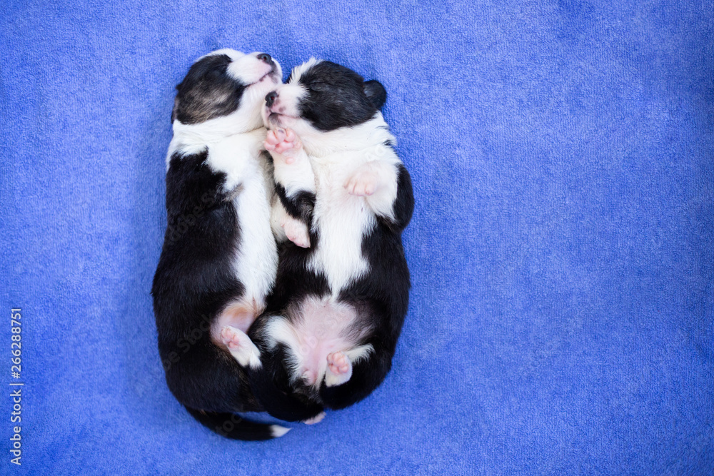 hands of the person child hold a small newborn puppy welsh corgi cardigan . the puppy has just opened his eyes sits on his owner feet. man strokes a dog hands of the person child hold a small newborn puppy welsh corgi cardigan . the puppy has just opened his eyes sits on his owner feet. man strokes a dog