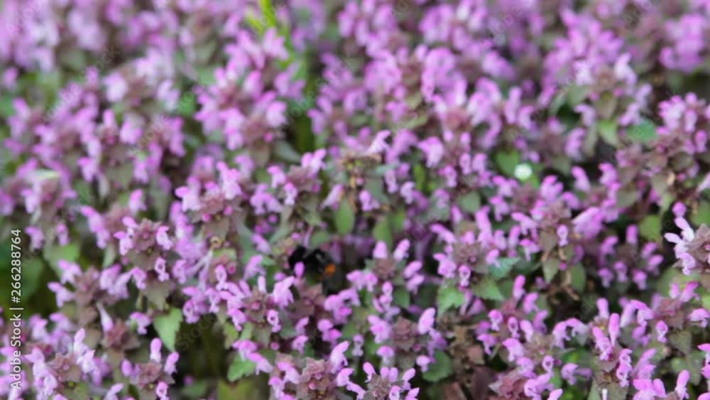 Lamium purpureum,blooms Lamium purpureum in the field, beautiful background of purple flowers of the field