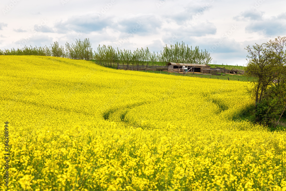 Beautiful ripe rapeseed field on a spring day with tractor trail in it