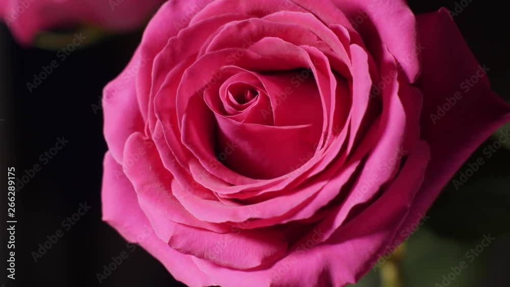 big pink rose Bud in macro big pink rose Bud in macro
