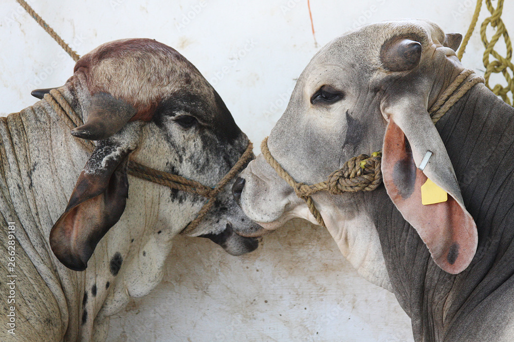 Cows, bulls and calves are animals of large ruminants with horns and cloven hooves, domesticated for meat or milk, or as beasts of burden. Cows, bulls and calves are animals of large ruminants with horns and cloven hooves, domesticated for meat or milk, or as beasts of burden.