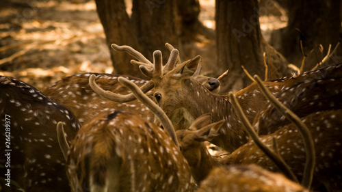 Photography Deer , wildlife photos, deer in jungle, beautiful deer