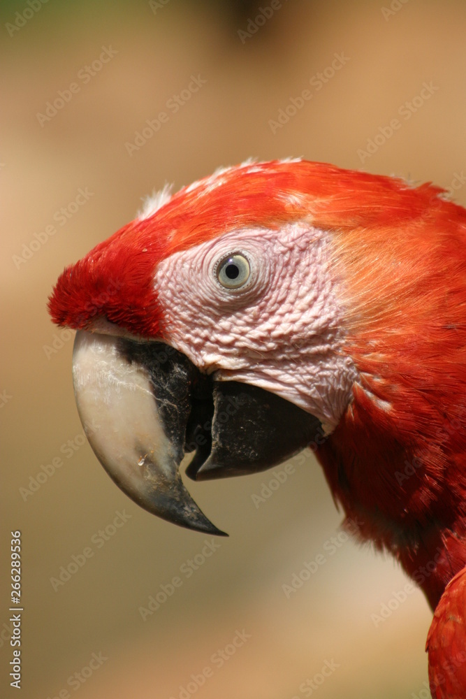 The scarlet macaw (Ara macao) is a large red, yellow, and blue Central and South American parrot..It is native to humid evergreen forests of tropical Central and South America. The scarlet macaw (Ara macao) is a large red, yellow, and blue Central and South American parrot..It is native to humid evergreen forests of tropical Central and South America.