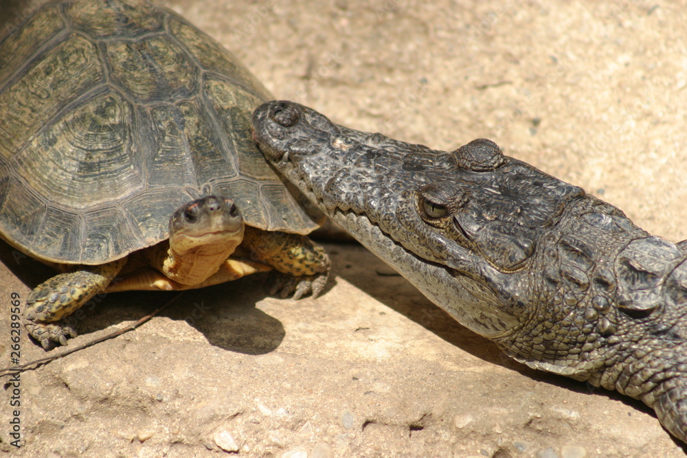 Obraz premium Crocodiles are large semi-aquatic reptiles that live in the tropics of Africa, Asia, America and Australia..Turtles are characterized by a special bony shell from your ribs and acting as a shield.