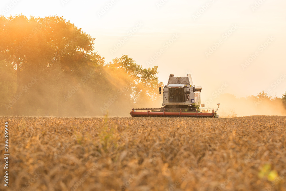 Fototapeta premium Harvester in wheat field