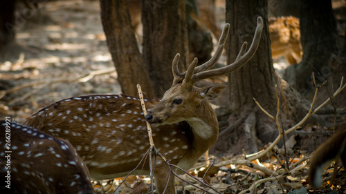 Photography wildlife photography, deer photography
