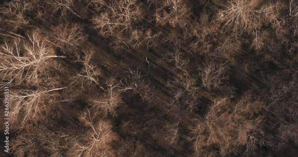 Spring dry bare dense forest at sunny evening / Dry rotten skin branches / Aerial top down drone view