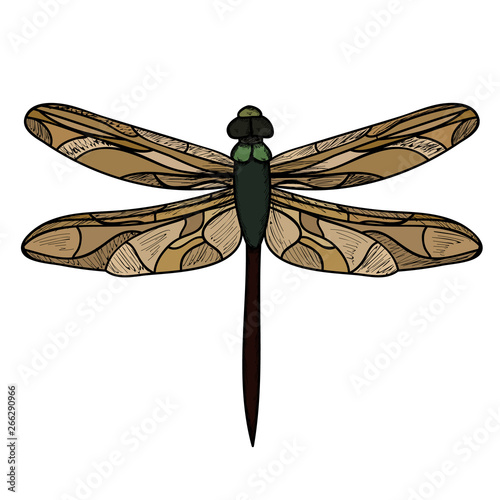  isolated, insect dragonfly, multi-colored, icon