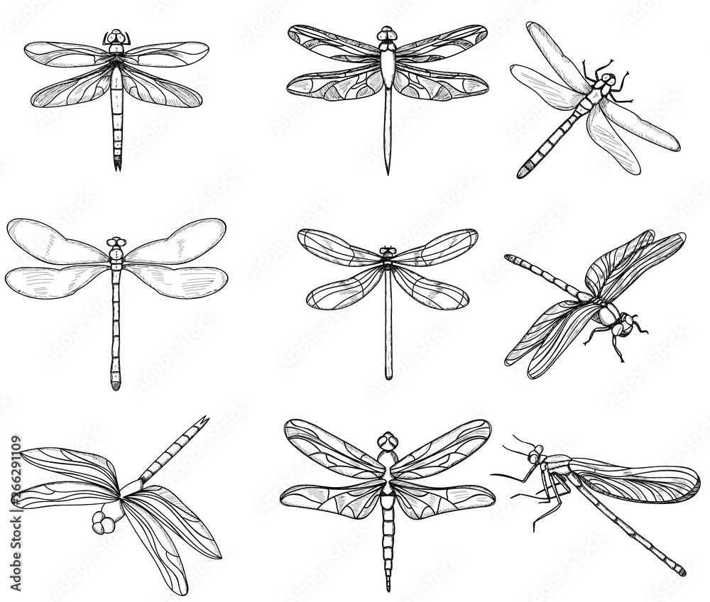  insects dragonflies, set collection, sketch