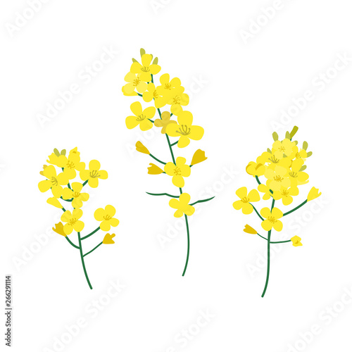 Brassica napus, rapeseed, colza, oil seed, canola vector illustration. The concept of rapeseed oil or honey. Flat vector illustration isolated on white background photo
