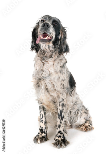 Foto english setter in studio