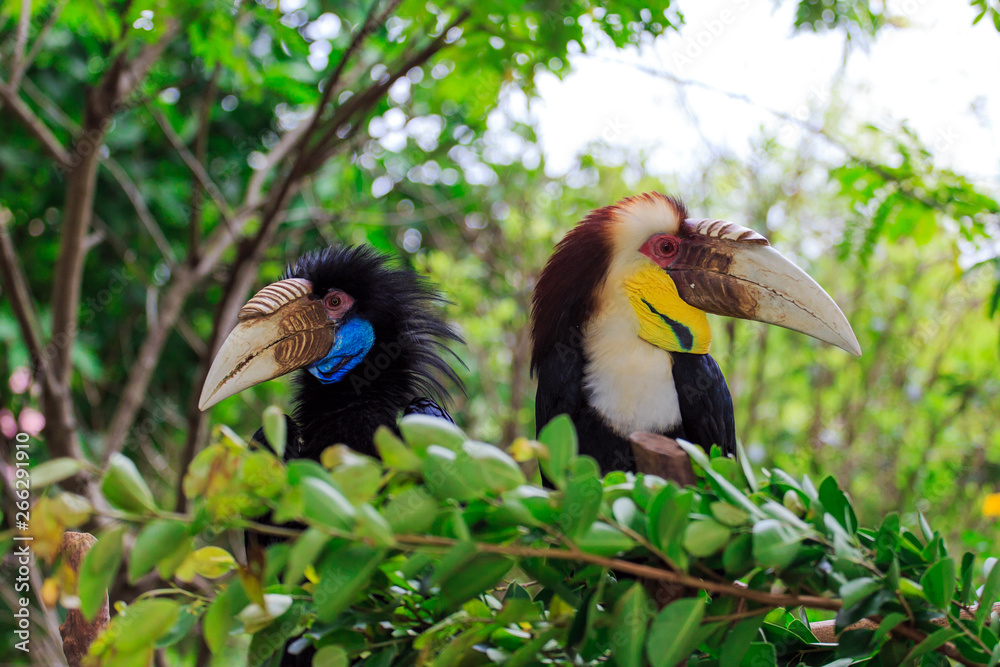 Naklejka premium A hornbill pecked by a large bird
