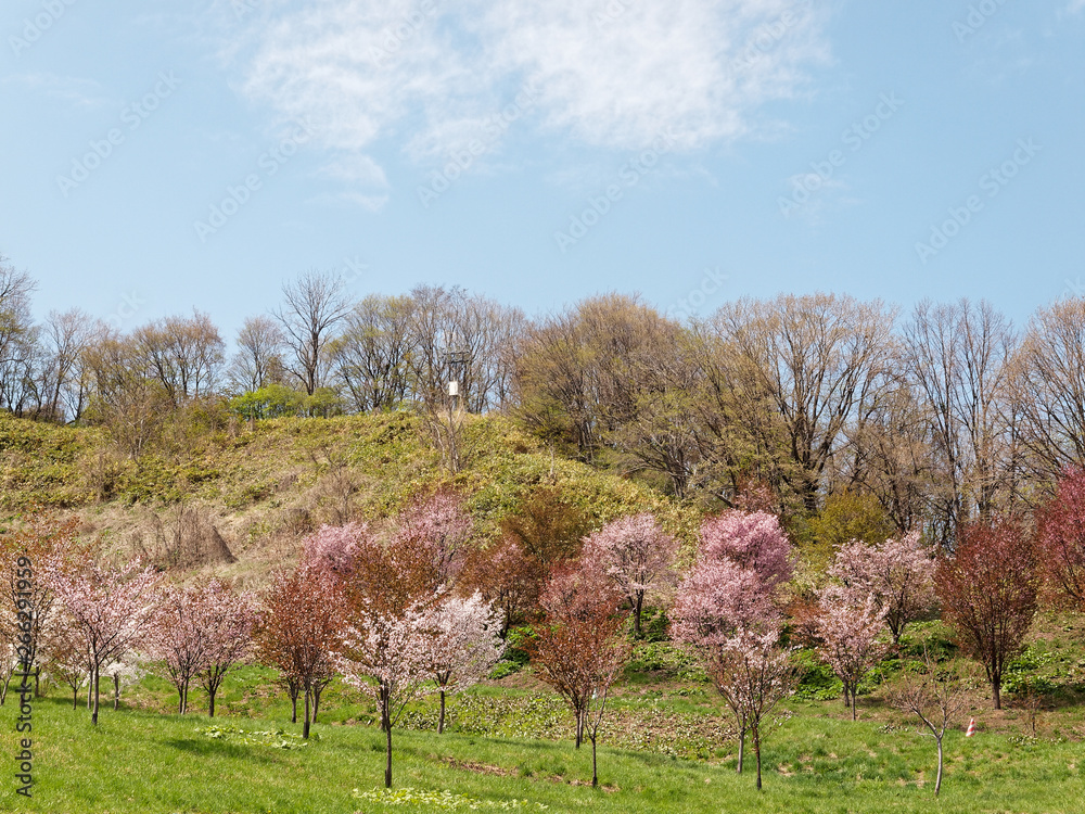 Naklejka premium 荒井山緑地
