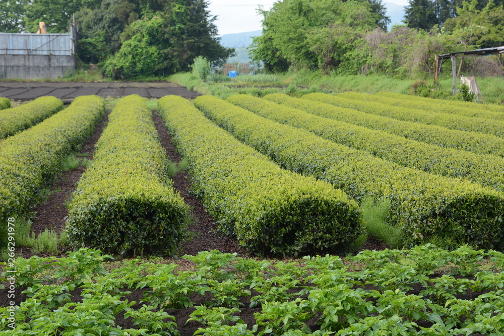Tea plantation / Japanese traditional industry Tea plantation / Japanese traditional industry