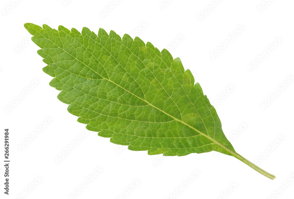 Mint leaf isolated over white background Mint leaf isolated over white background