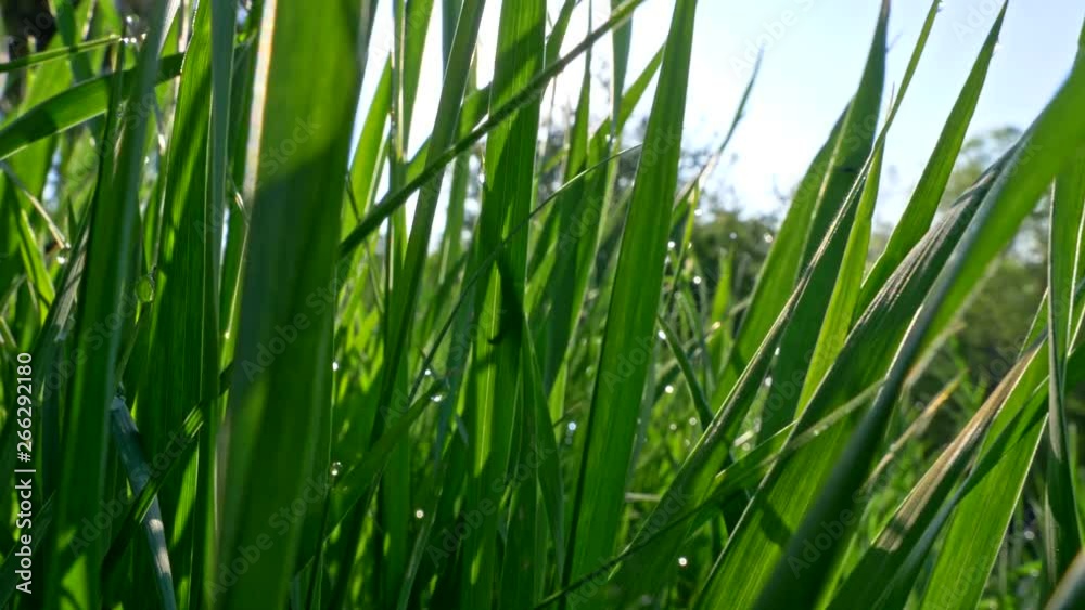Morning sun in green grass with water drops. Spring coming Morning sun in green grass with water drops. Spring coming