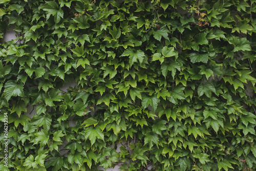 Wall decorated with green ivy leaves. Green city background.