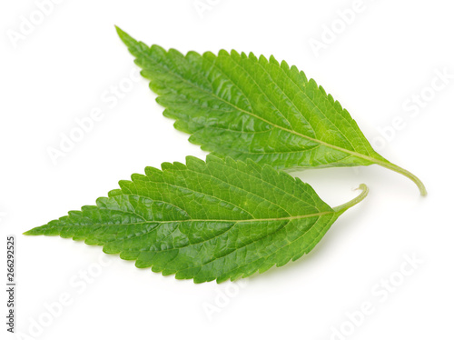 Mint leaf isolated over white background