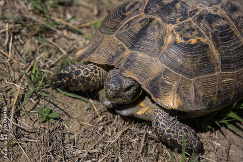 gopher tortoise at Azerbaijan border © Horner