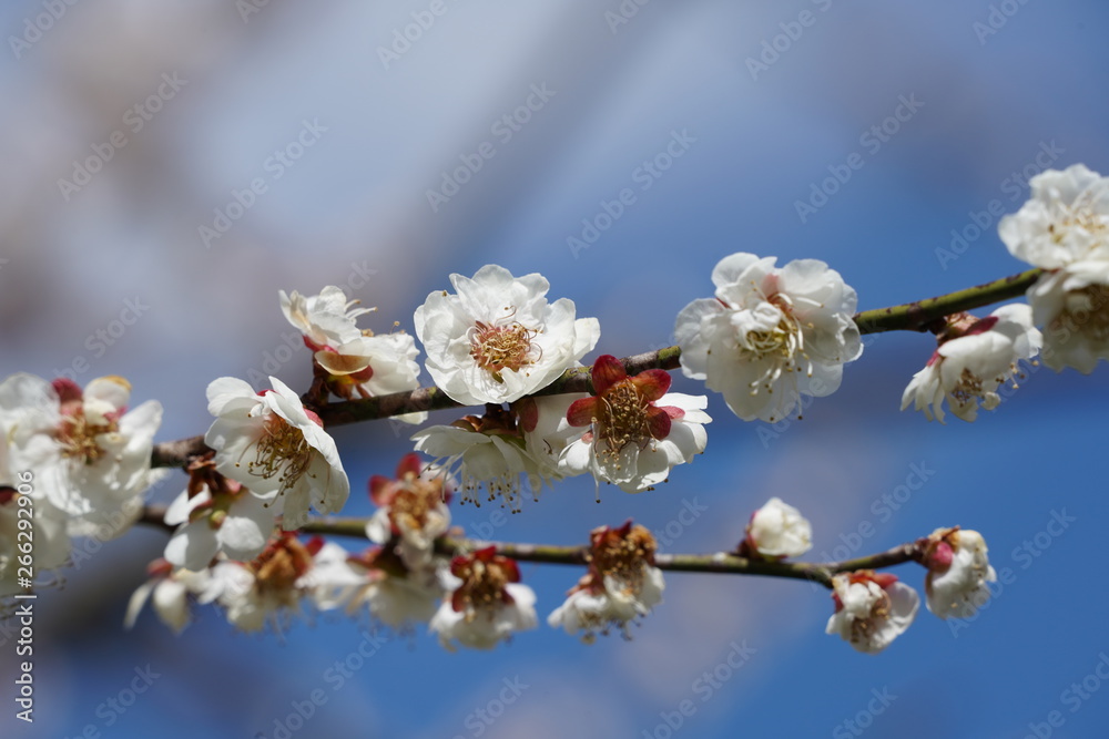 梅の花梅春初春青空2月接写stock Photo Adobe Stock
