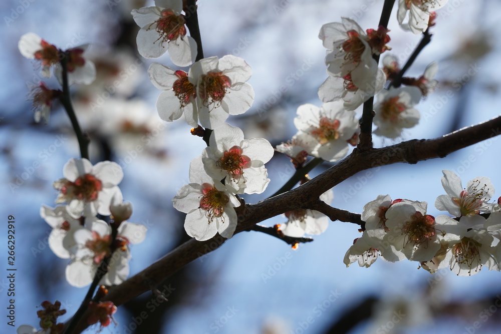 梅の花梅春初春青空2月接写stock Photo Adobe Stock