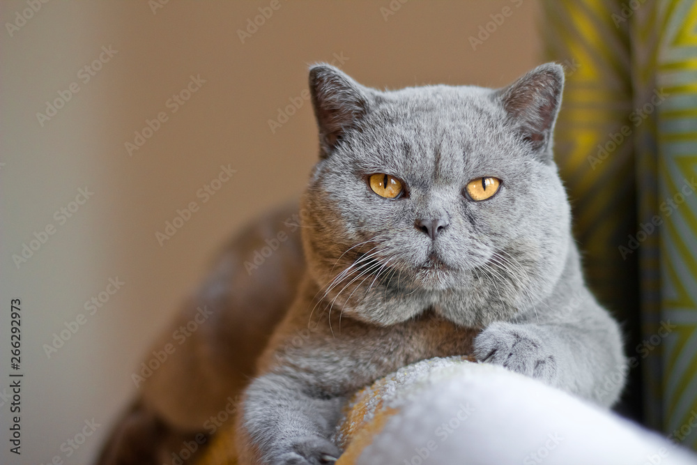 a cat with big cheeks. cheeky cat a cat with a clever face. british cat with yellow eyes