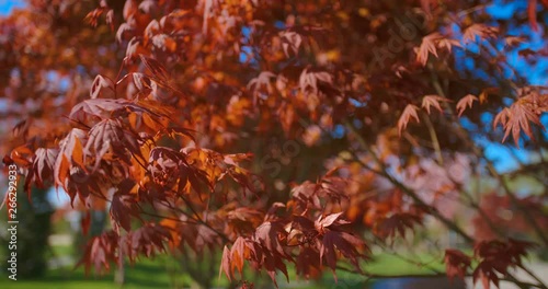 Red maple tree foliage under sunlight background. Red Sunset tree