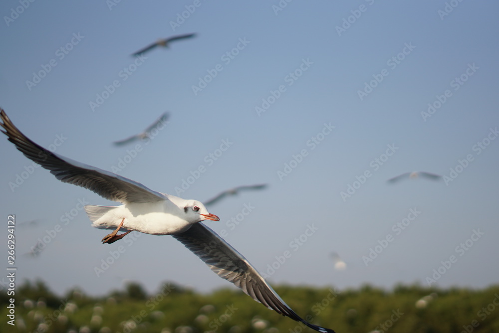 Obraz premium bird