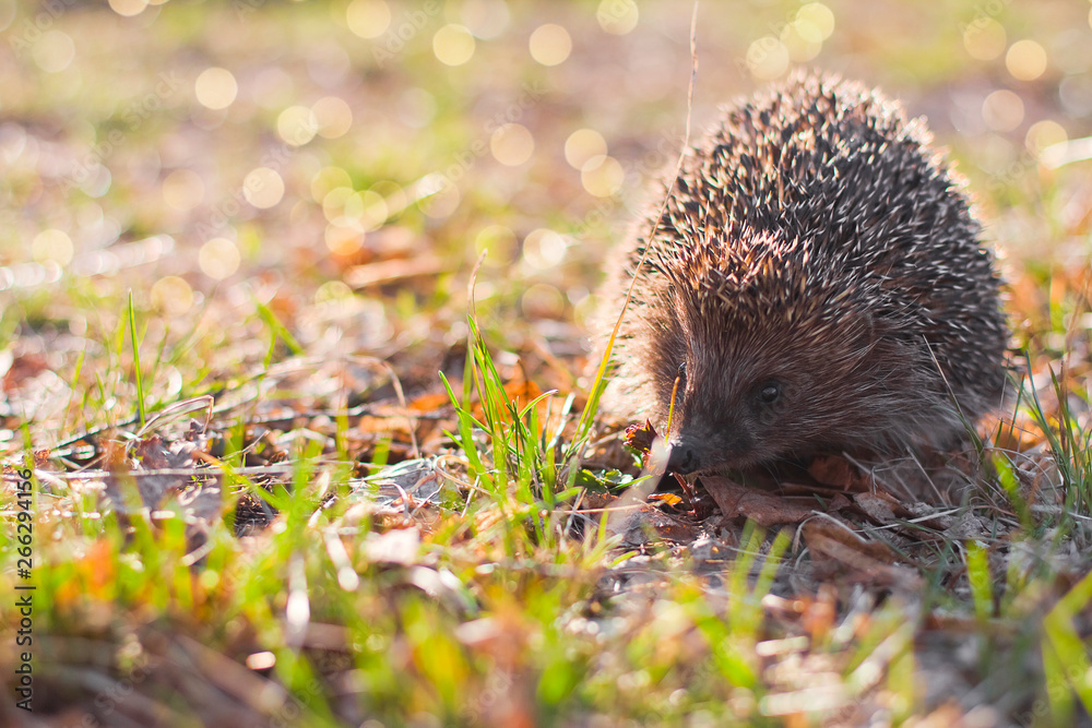 Obraz premium hedgehog in the grass. hedgehog in the autumn forest.