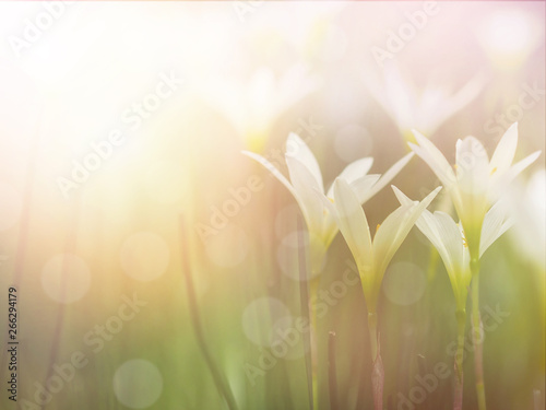  Field of Zephyr lily flowers and green leaves. © pkanchana