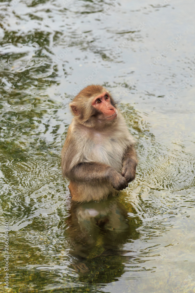 Naklejka premium Clever and lovely little monkey