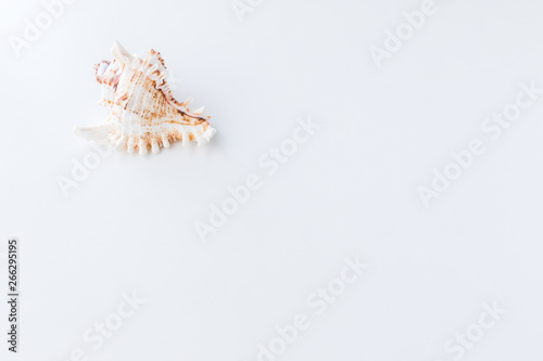 Seashells. Top view with copy space.