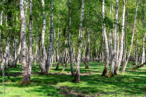 Birches in the forest