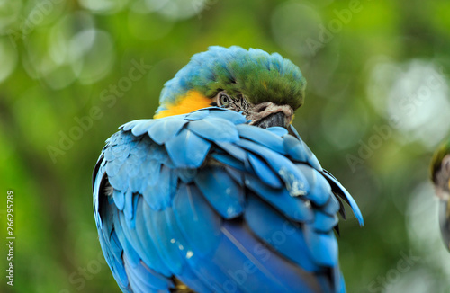 Fototapeta Naklejka Na Ścianę i Meble -  A parrot with brightly colored feathers