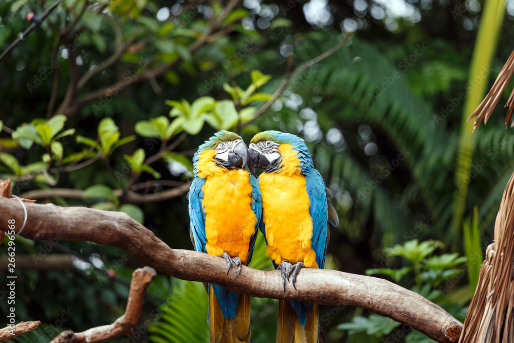 A parrot with brightly colored feathers A parrot with brightly colored feathers