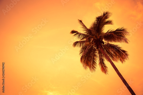 coconut tree in sunset
