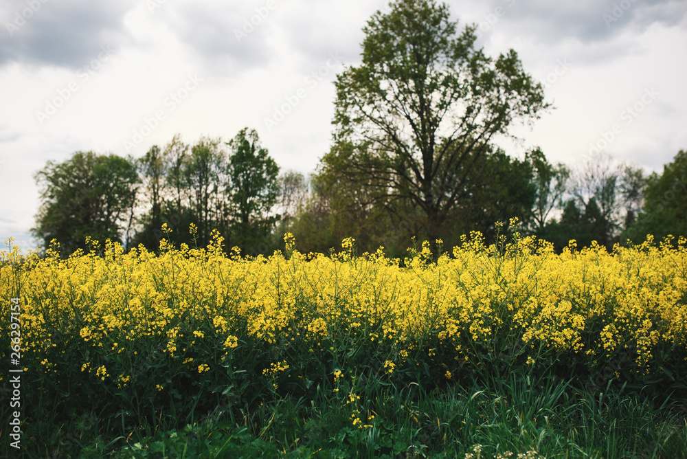 Field of oilseed rape. Concept of agriculture. Rape field in blossom.