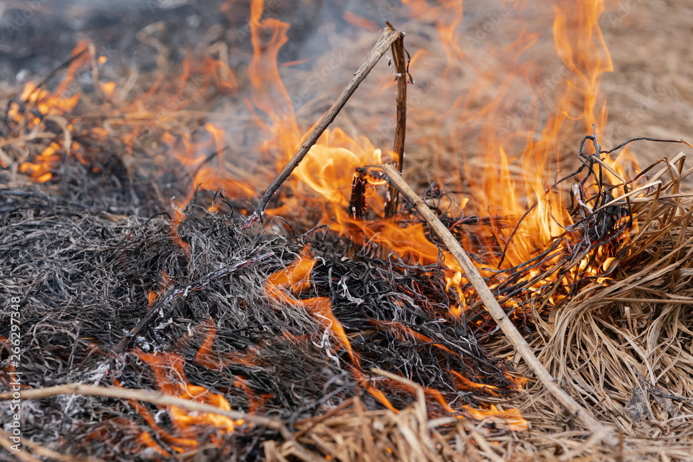 Burning dry grass in spring forest. Fire and smoke destroy all life. Soft focus, blur from fire.