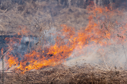 Natural disaster in spring forest: burning dry grass in meadow. Soft focus, blur from strong wildfire.