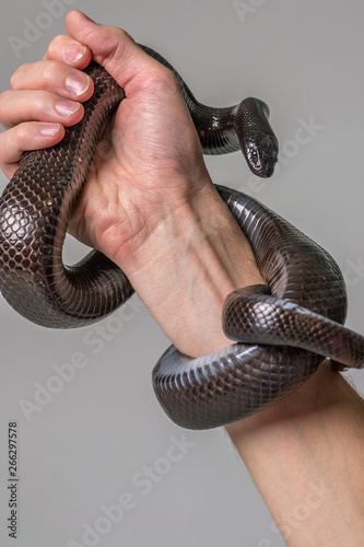 The royal snake of Nigrit surrounds the male hand. Gray background. Animals, reptiles