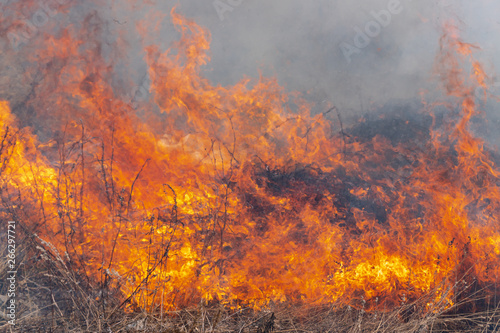 Red-orange flame of fire with different figures on background burning dry grass in spring forest. Soft focus, blur from strong fire.