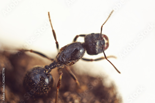 shiny large black ant cervix close-up. crawling insect macro top view