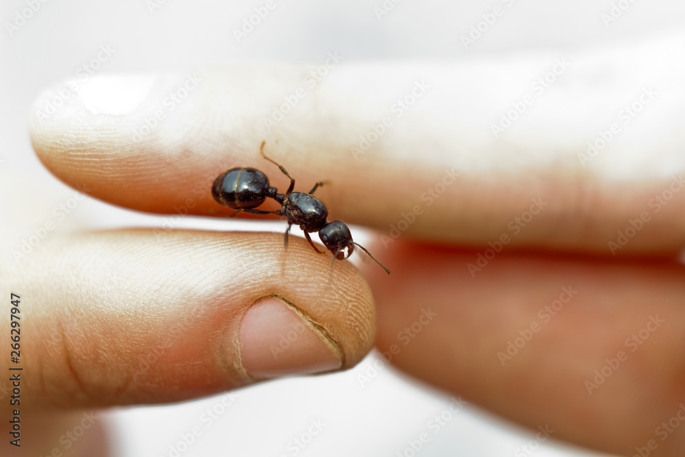 shiny large black ant cervix close-up. crawling insect in human hands macro top view