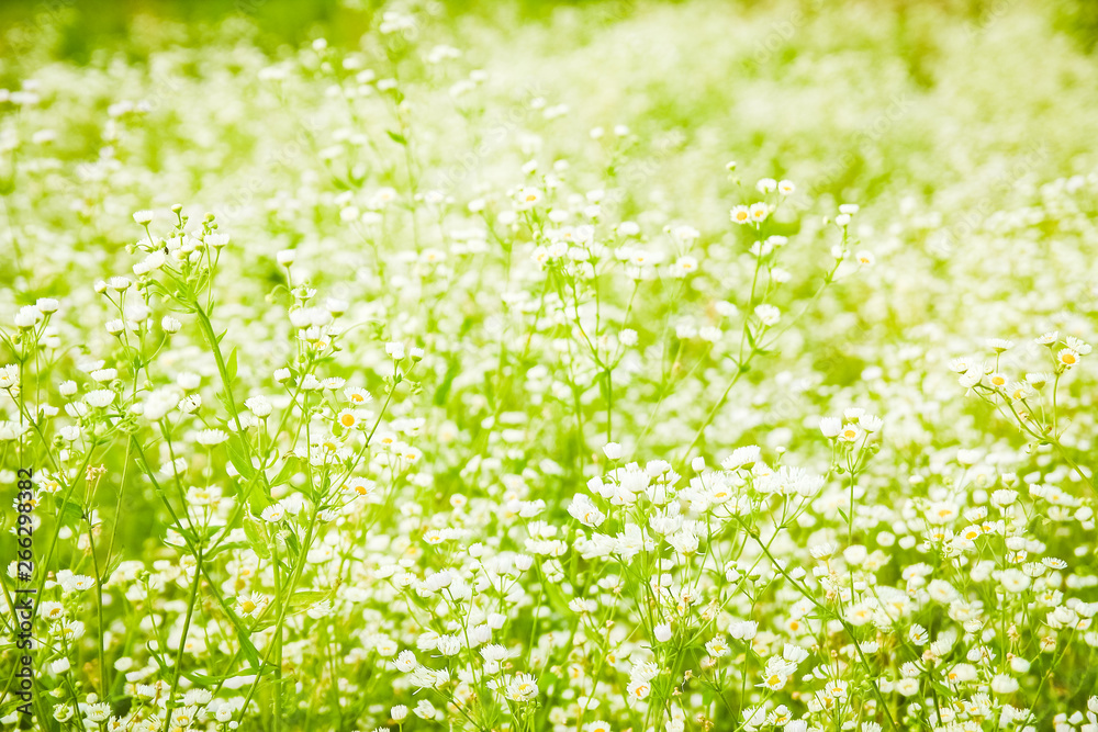 beautiful field of daisies on nature in the park background beautiful field of daisies on nature in the park background