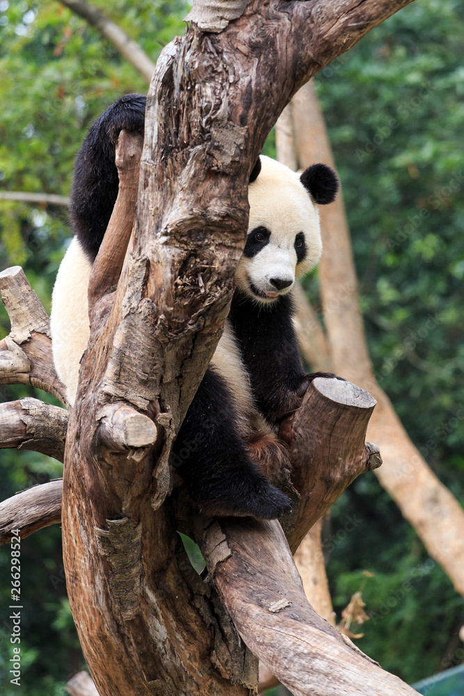 Obraz premium Giant pandas are a national treasure of China