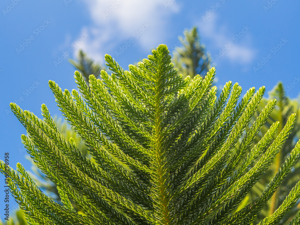 House Pine Norfolk Island Pine Araucaria Heterophylla Araucaria Cookii On Blue Sky Background Bottom View Closeup Stock Photo Adobe Stock