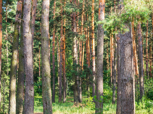 Coniferous forest in sunlight in summer. Pine tree trunks with lush foliage