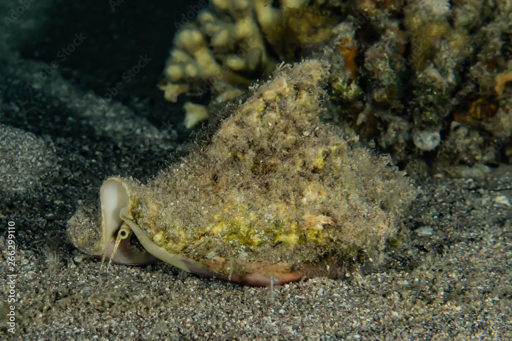 Fish swim in the Red Sea, colorful fish, Eilat Israel