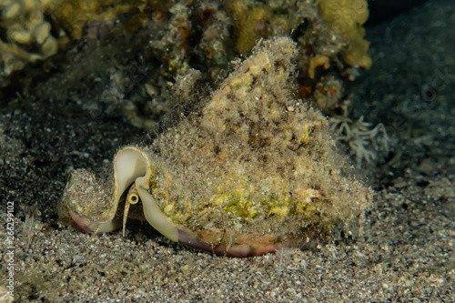 Fish swim in the Red Sea, colorful fish, Eilat Israel