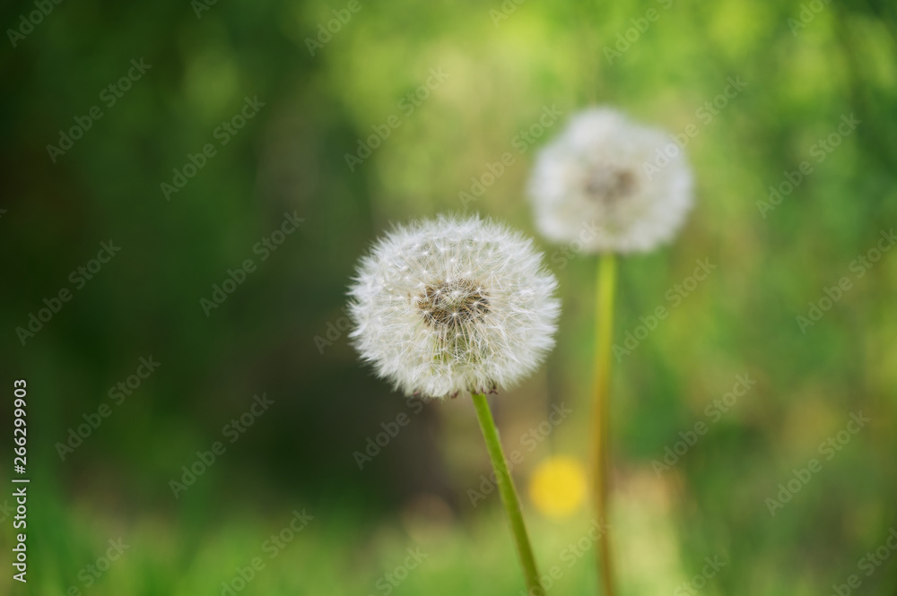 Nahaufnahme einer Pusteblume mit grünem Bokeh im Hintergrund Nahaufnahme einer Pusteblume mit grünem Bokeh im Hintergrund